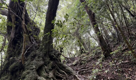 今年も「屋久島の森と生きる」協議会総会へ